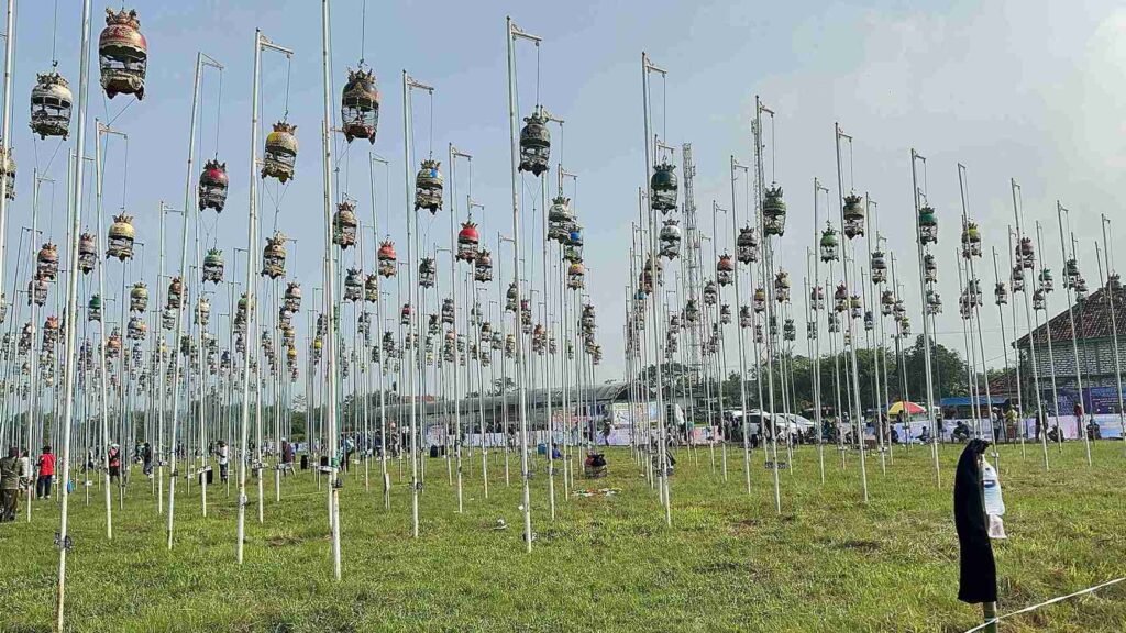 Pesona Suara Alam: Sampang Jadi Tuan Rumah Liga Perkutut Madura Putaran ke-2